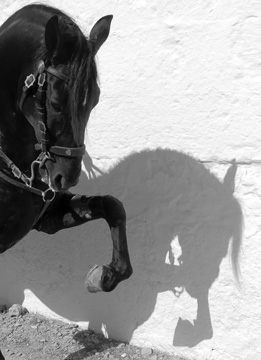 Cartel Sant Cristòfol 2016